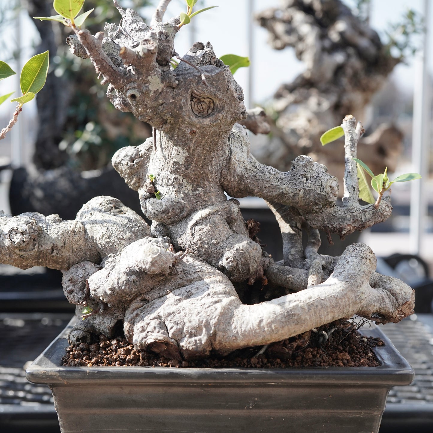 Ficus microcarpa（ガジュマル）No.10