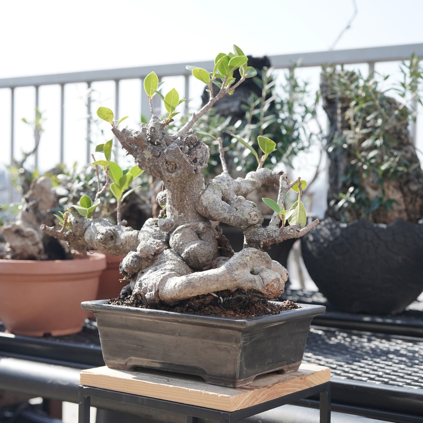 Ficus microcarpa（ガジュマル）No.10
