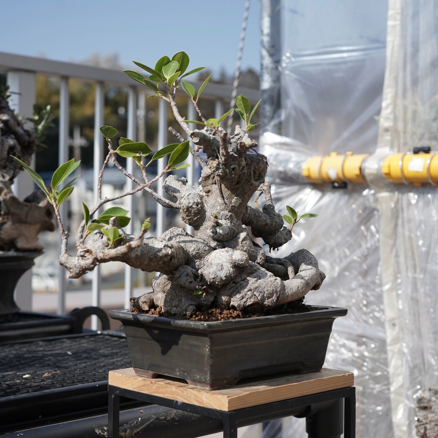 Ficus microcarpa（ガジュマル）No.10