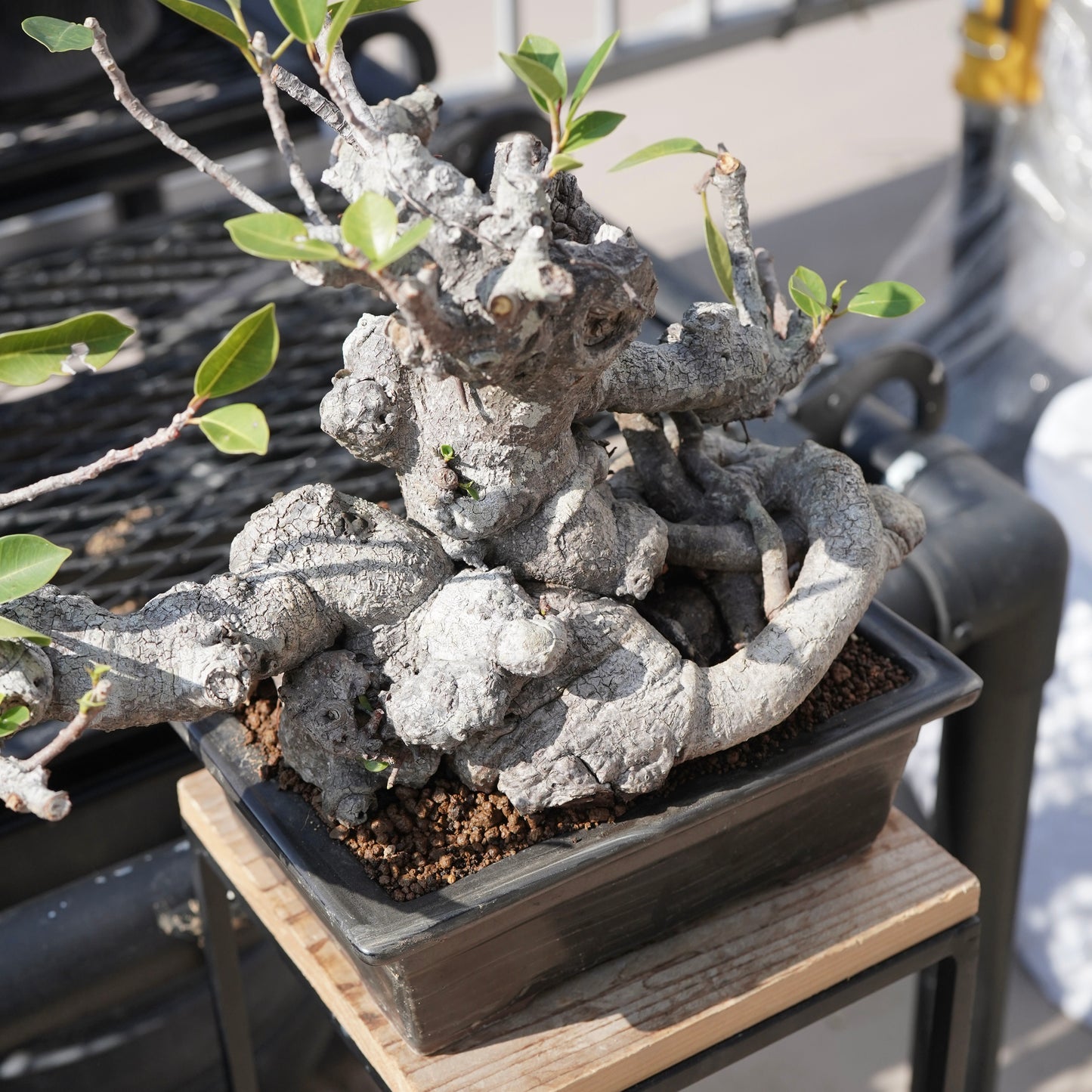 Ficus microcarpa（ガジュマル）No.10