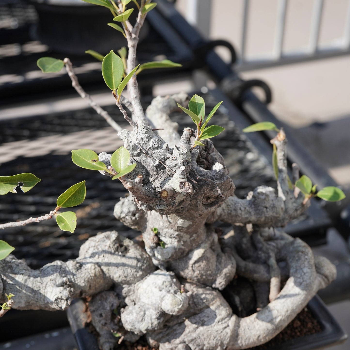 Ficus microcarpa（ガジュマル）No.10