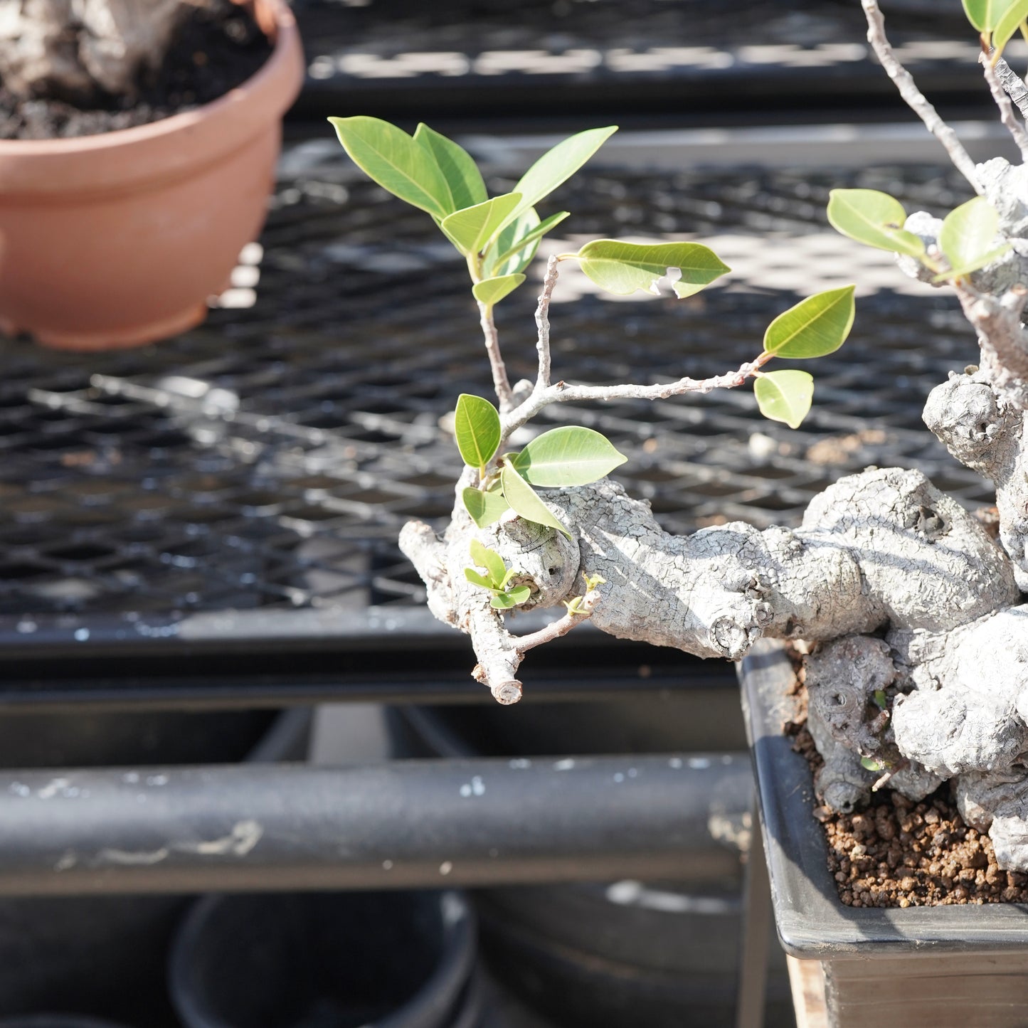 Ficus microcarpa（ガジュマル）No.10