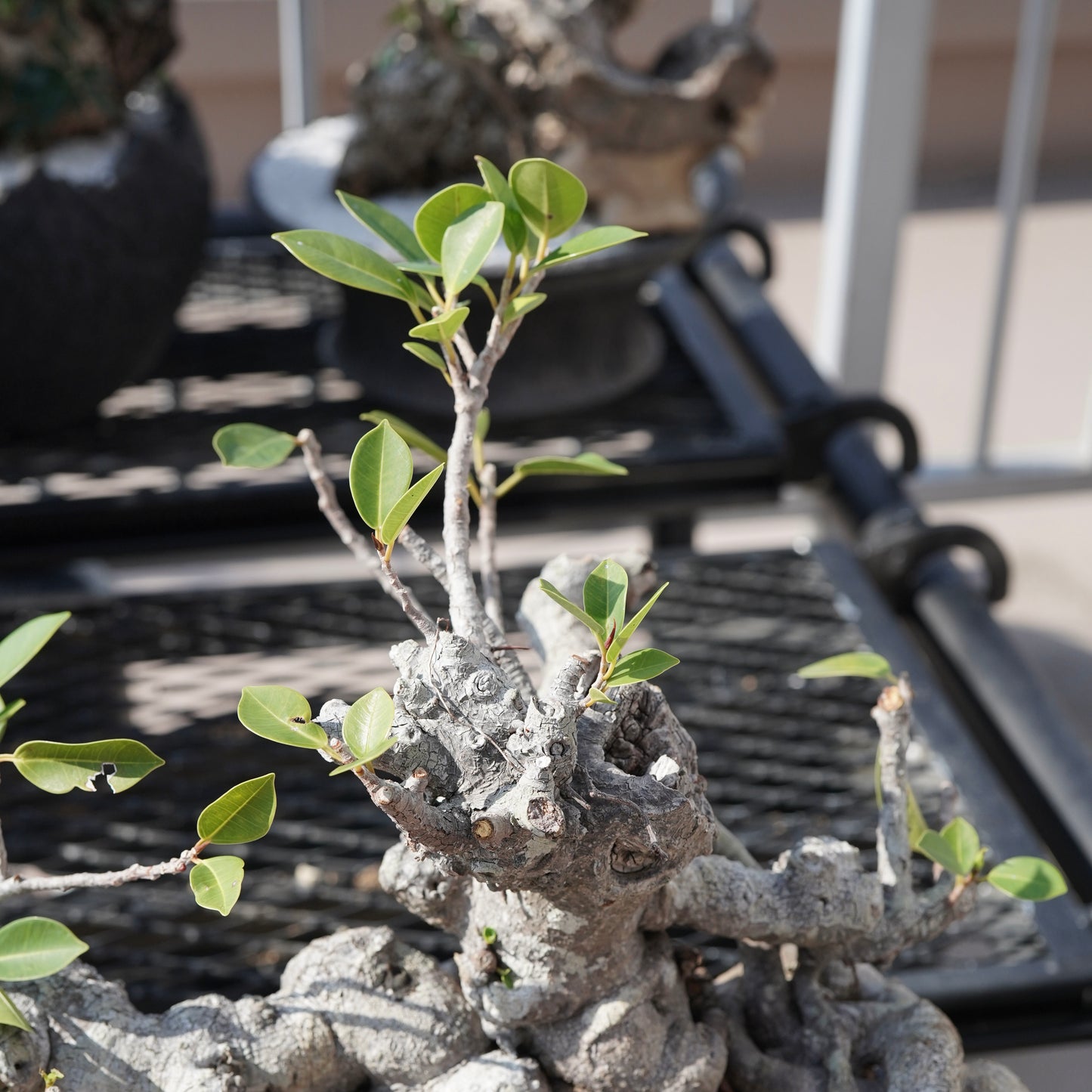 Ficus microcarpa（ガジュマル）No.10