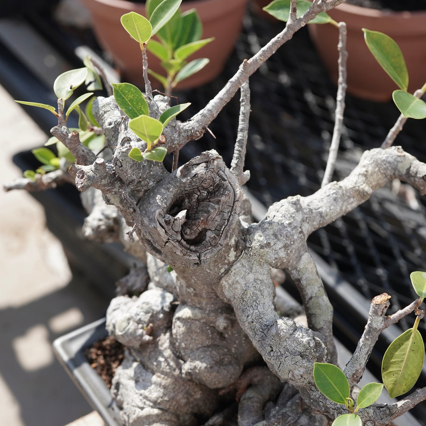 Ficus microcarpa（ガジュマル）No.10
