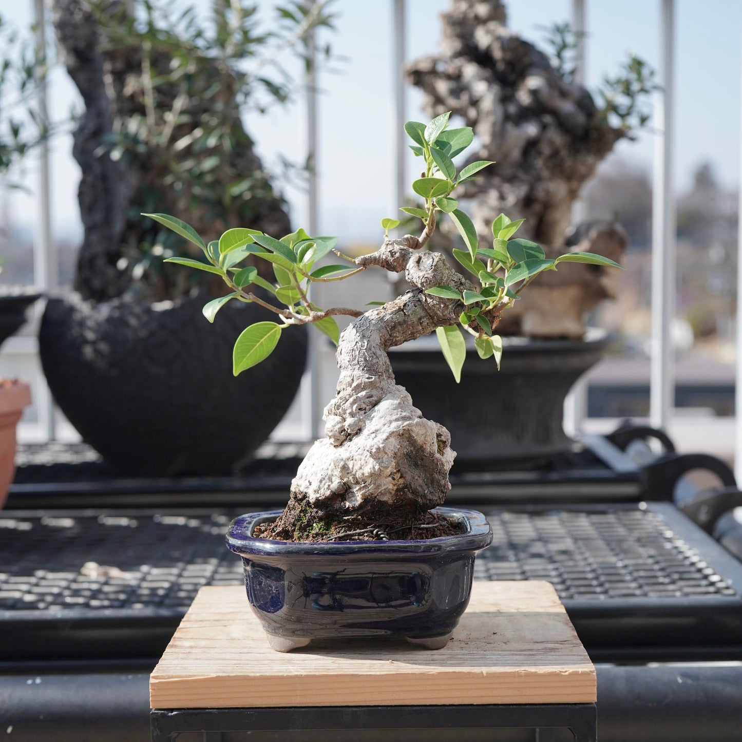 Ficus microcarpa（ガジュマル）No.B