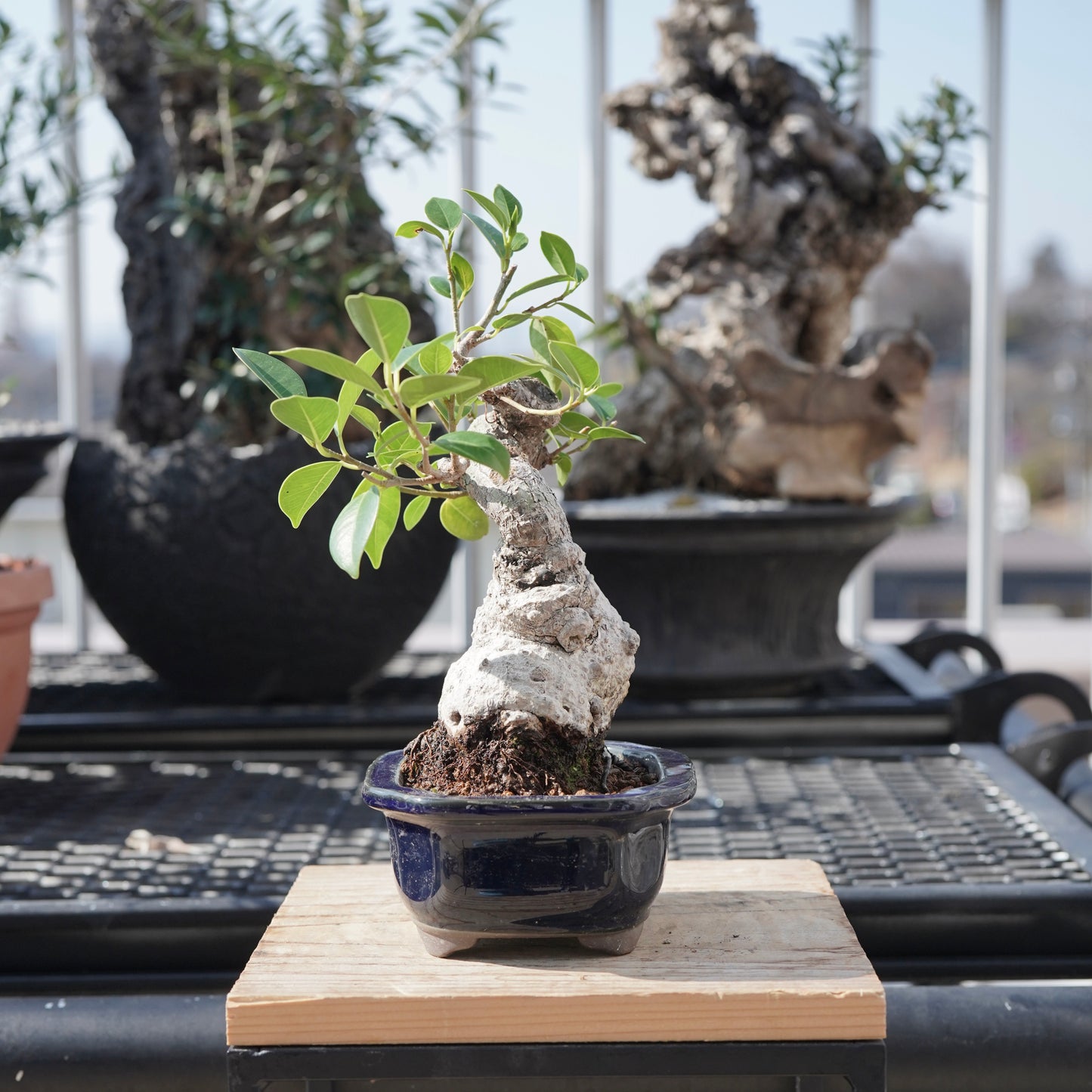 Ficus microcarpa（ガジュマル）No.B