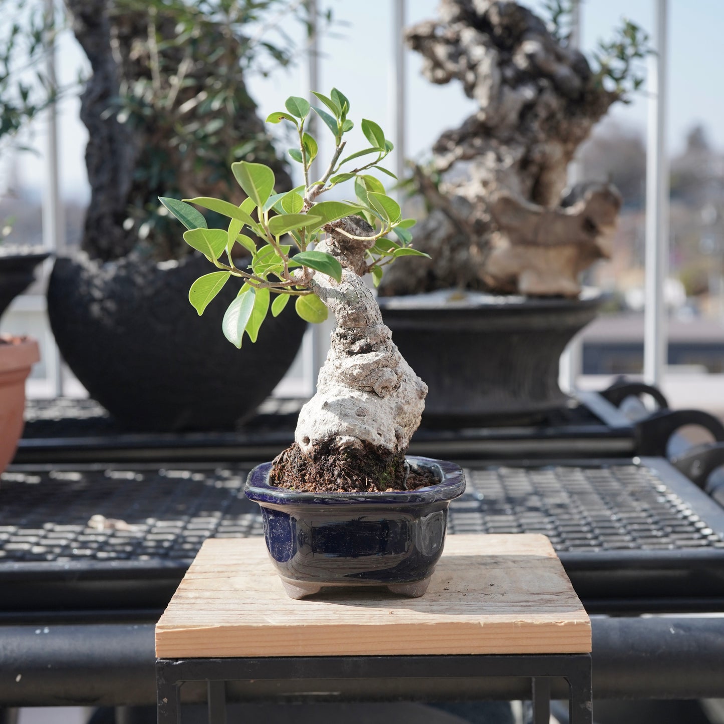 Ficus microcarpa（ガジュマル）No.B