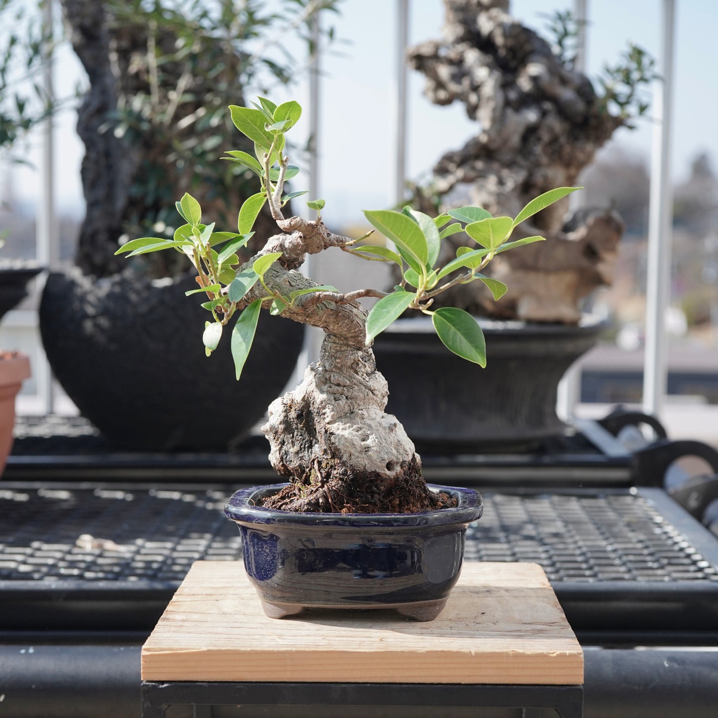 Ficus microcarpa（ガジュマル）No.B