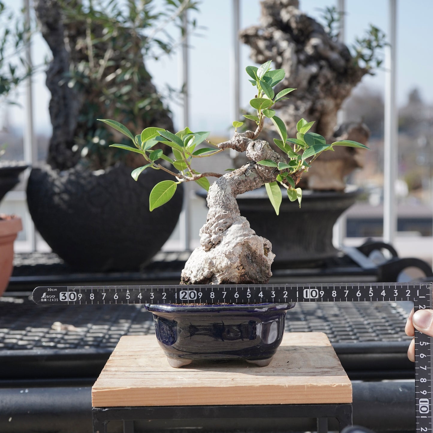 Ficus microcarpa（ガジュマル）No.B