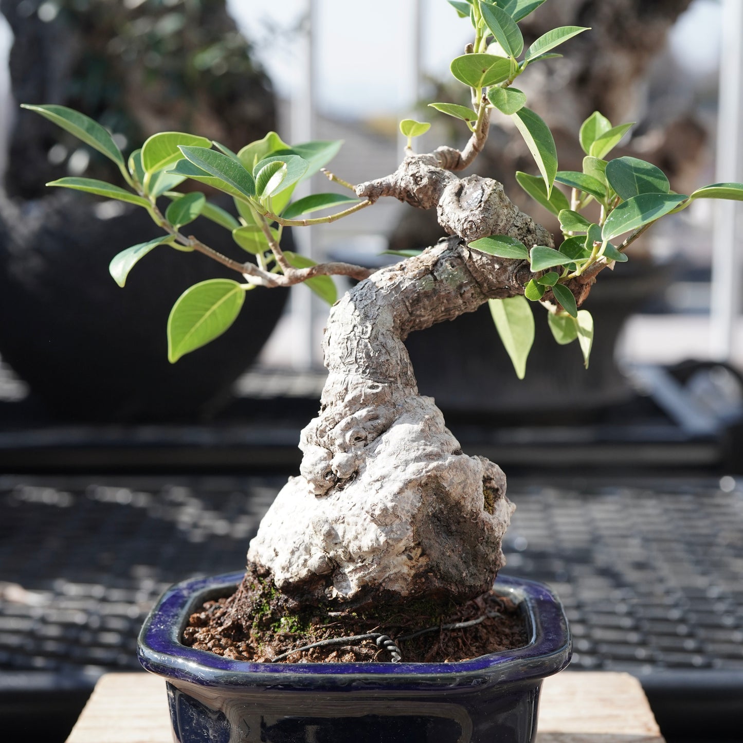 Ficus microcarpa（ガジュマル）No.B