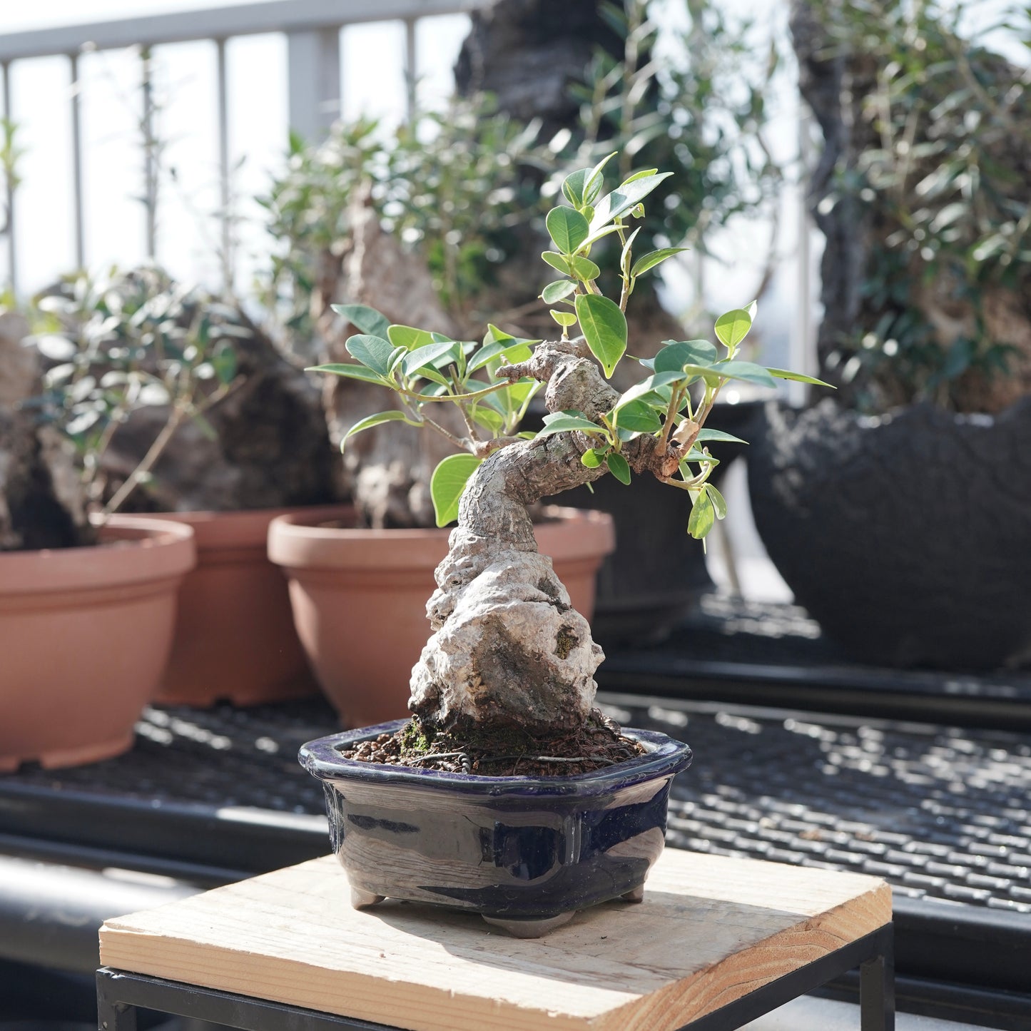 Ficus microcarpa（ガジュマル）No.B
