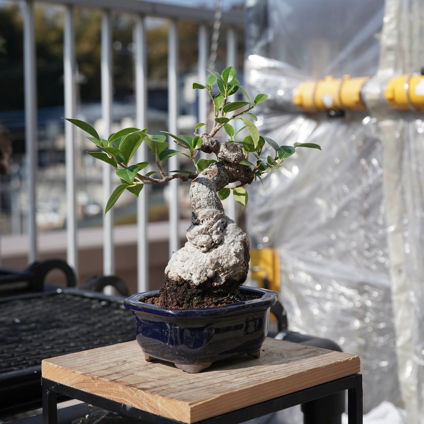Ficus microcarpa（ガジュマル）No.B