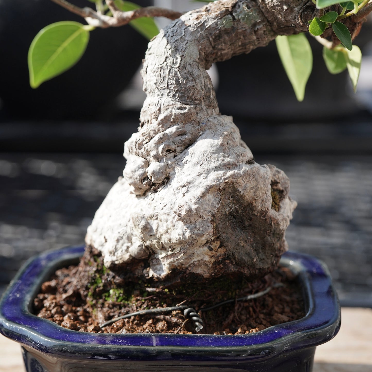 Ficus microcarpa（ガジュマル）No.B
