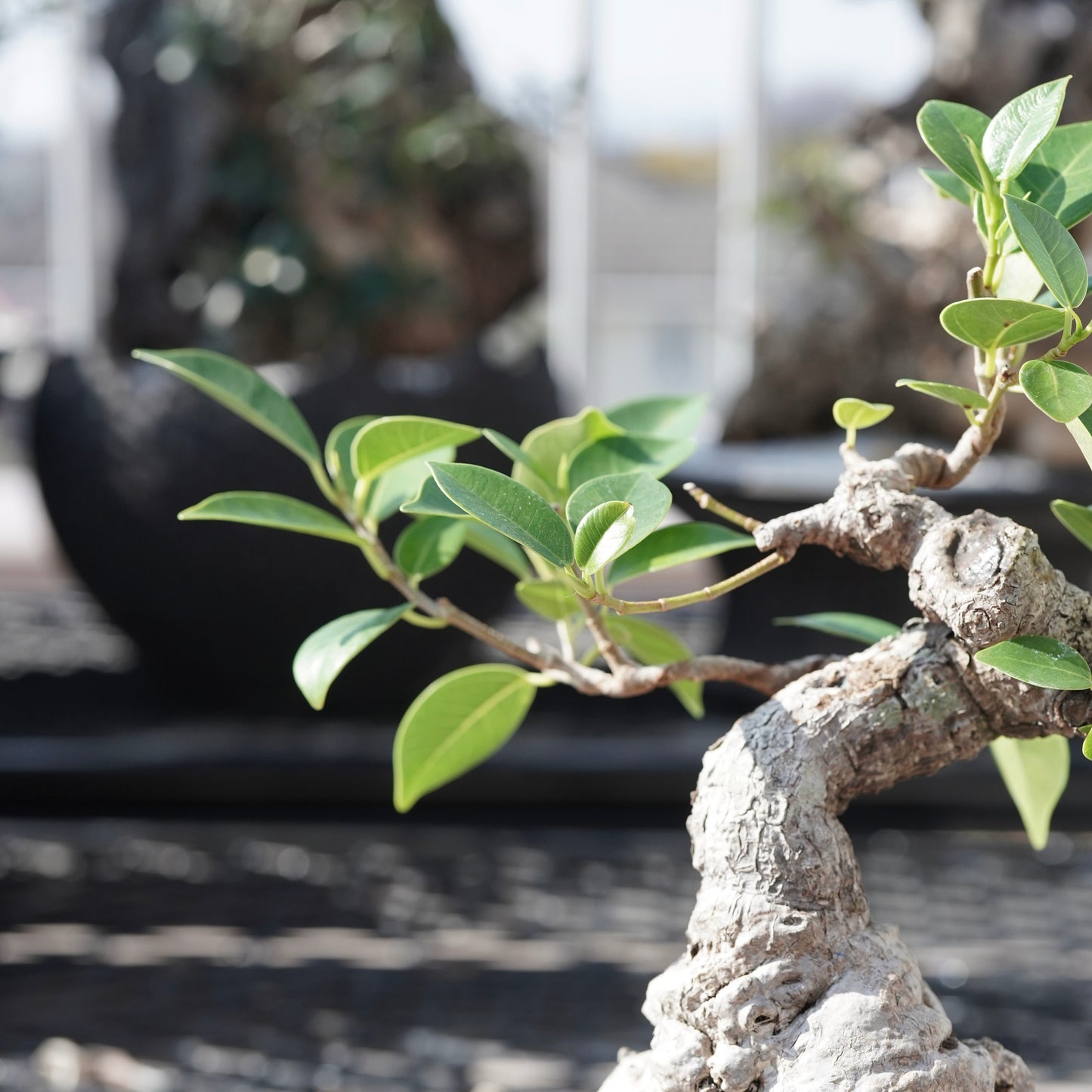 Ficus microcarpa（ガジュマル）No.B