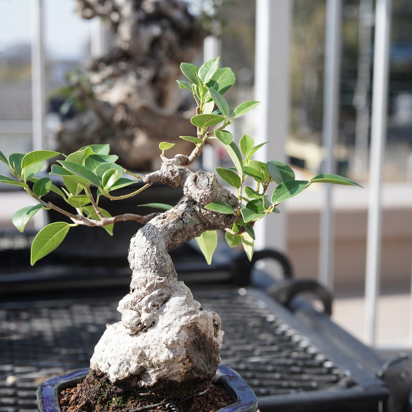 Ficus microcarpa（ガジュマル）No.B