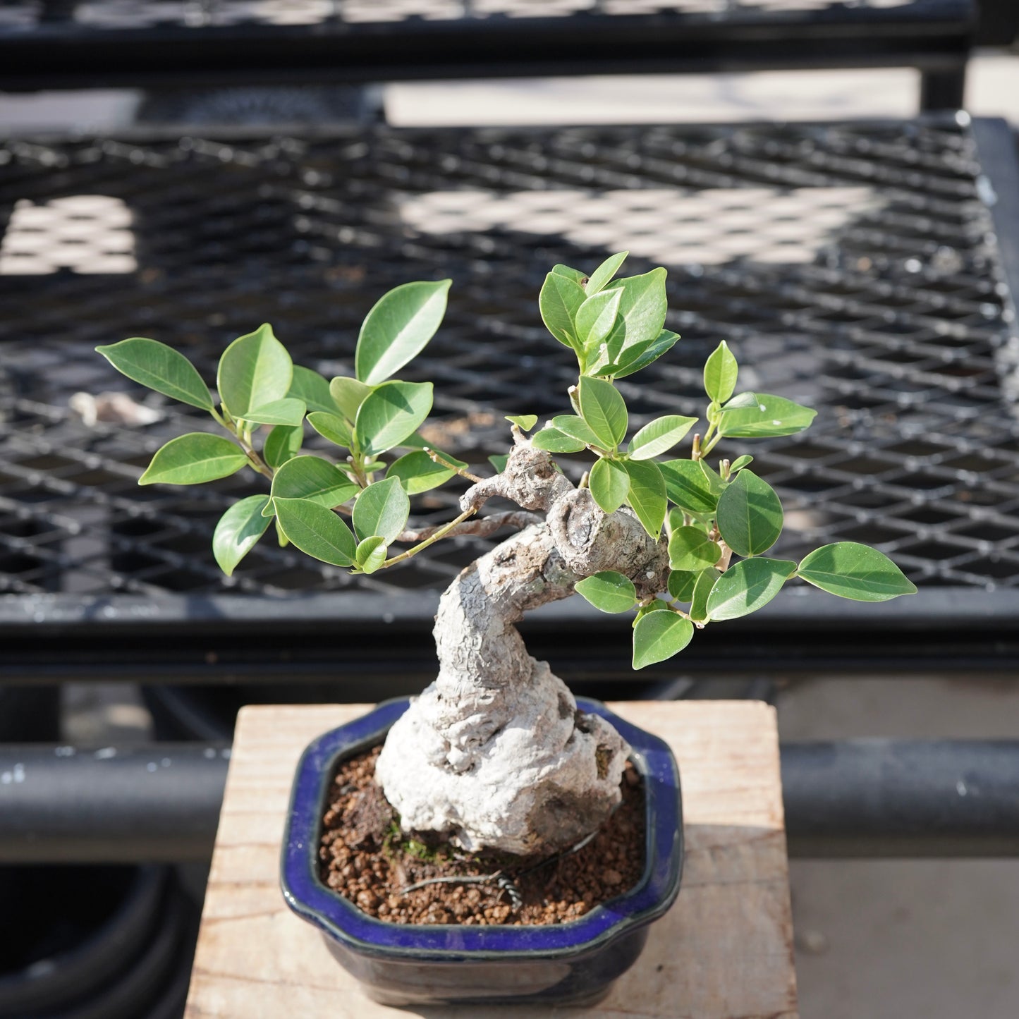 Ficus microcarpa（ガジュマル）No.B