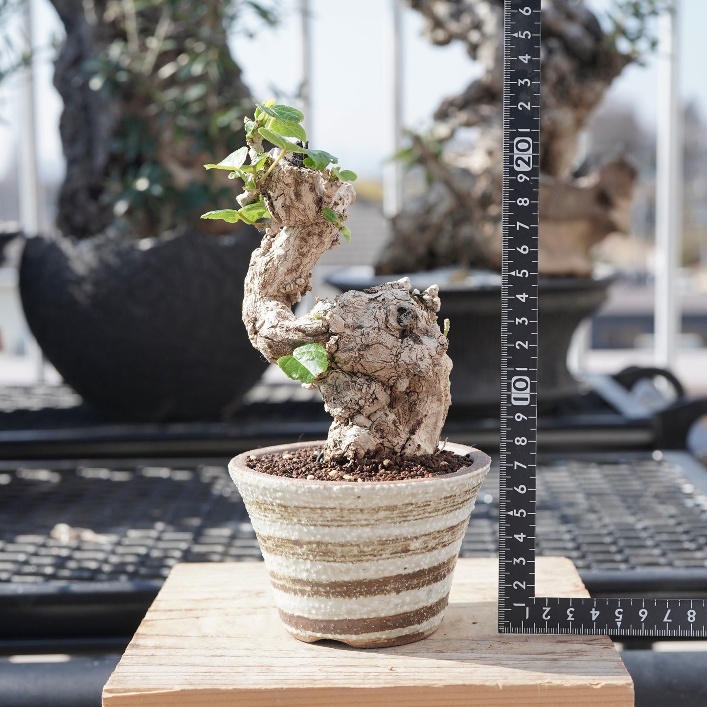 Hibiscus tiliaceus（オオハマボウ）No.A