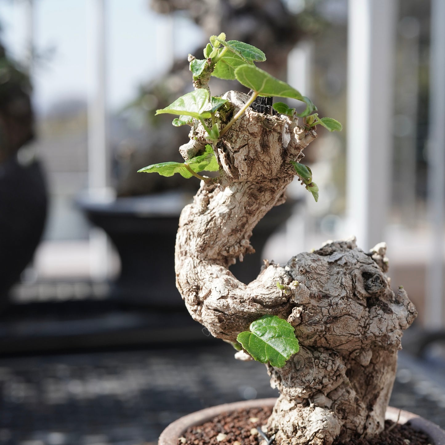 Hibiscus tiliaceus（オオハマボウ）No.A