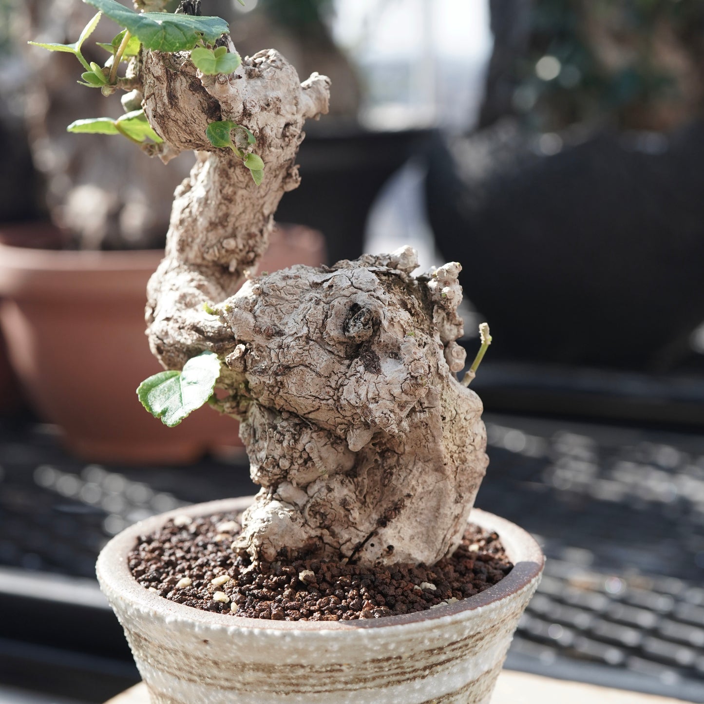 Hibiscus tiliaceus（オオハマボウ）No.A