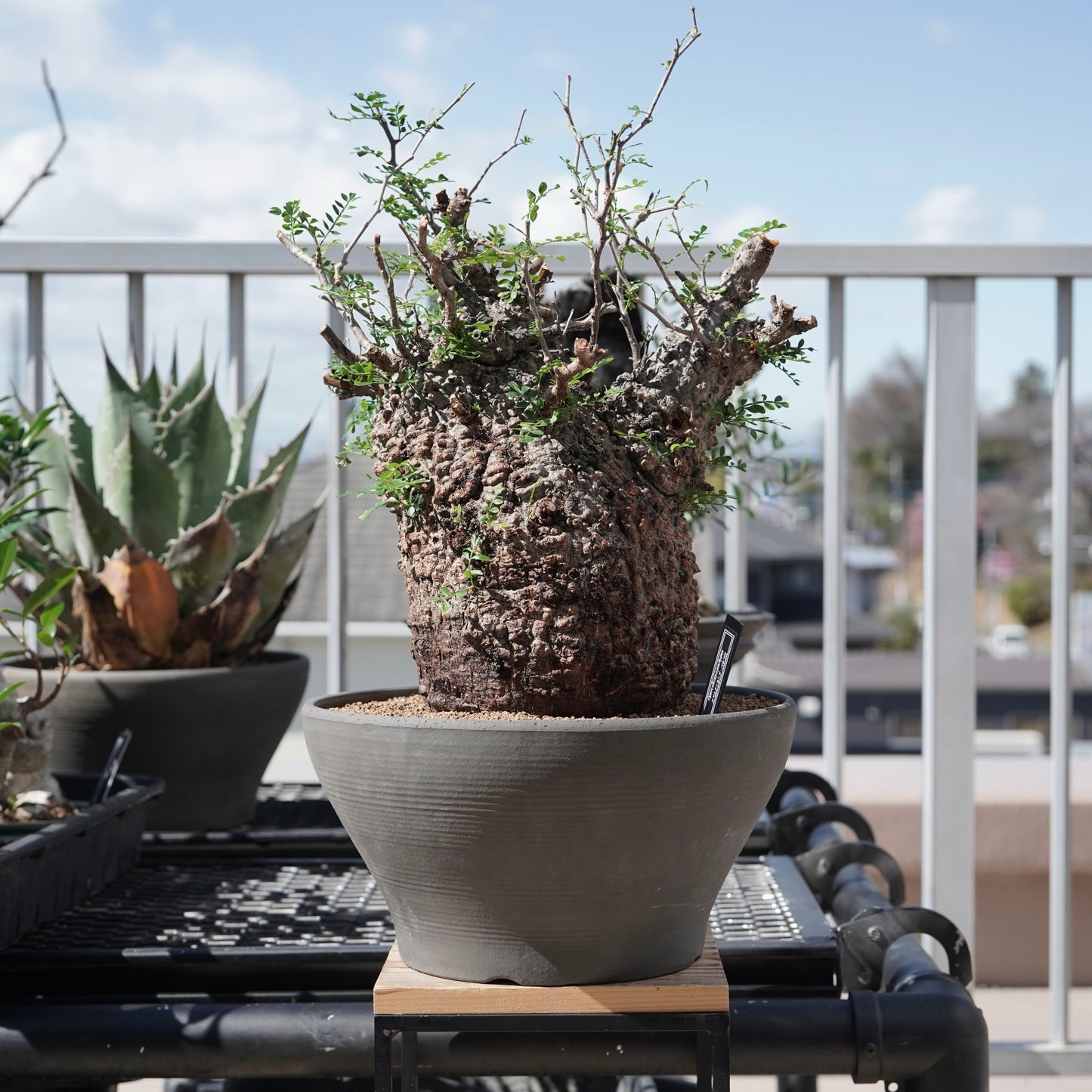 Operculicarya pachypus（オペルクリカリア・パキプス） No.1