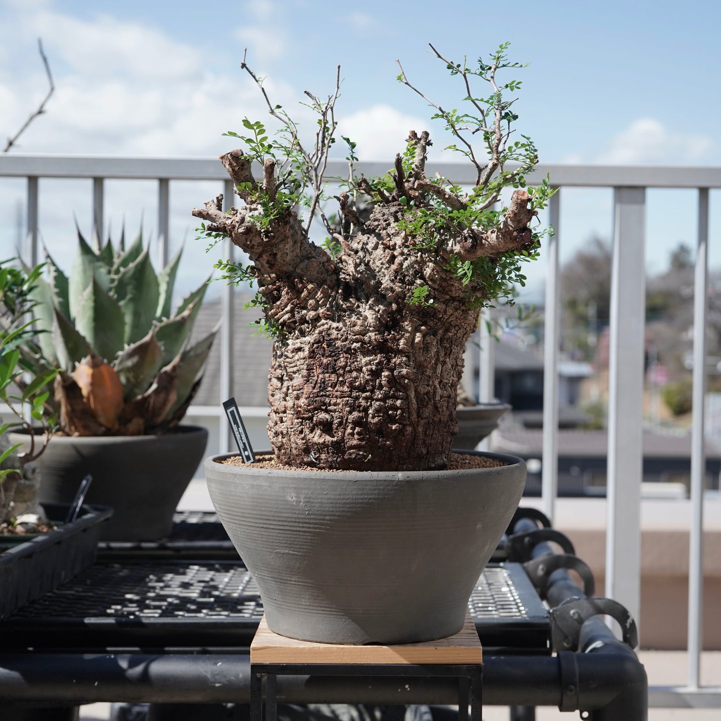 Operculicarya pachypus（オペルクリカリア・パキプス） No.1