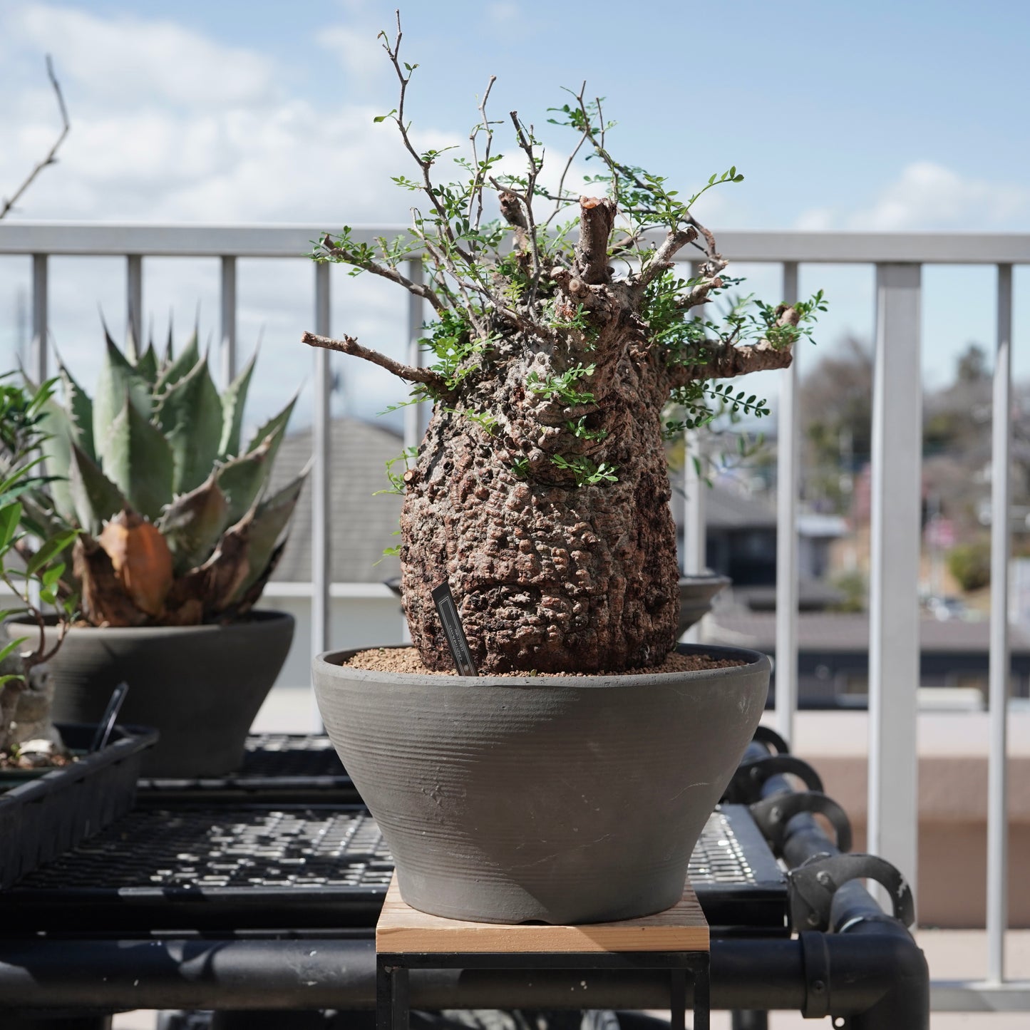 Operculicarya pachypus（オペルクリカリア・パキプス） No.1