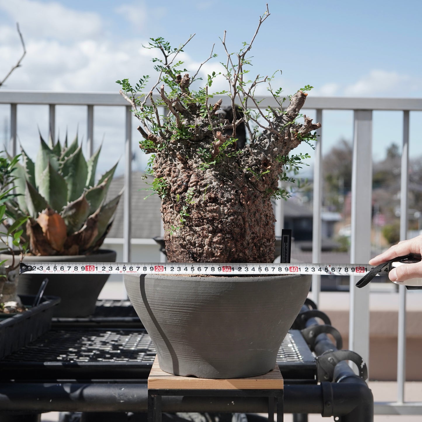 Operculicarya pachypus（オペルクリカリア・パキプス） No.1