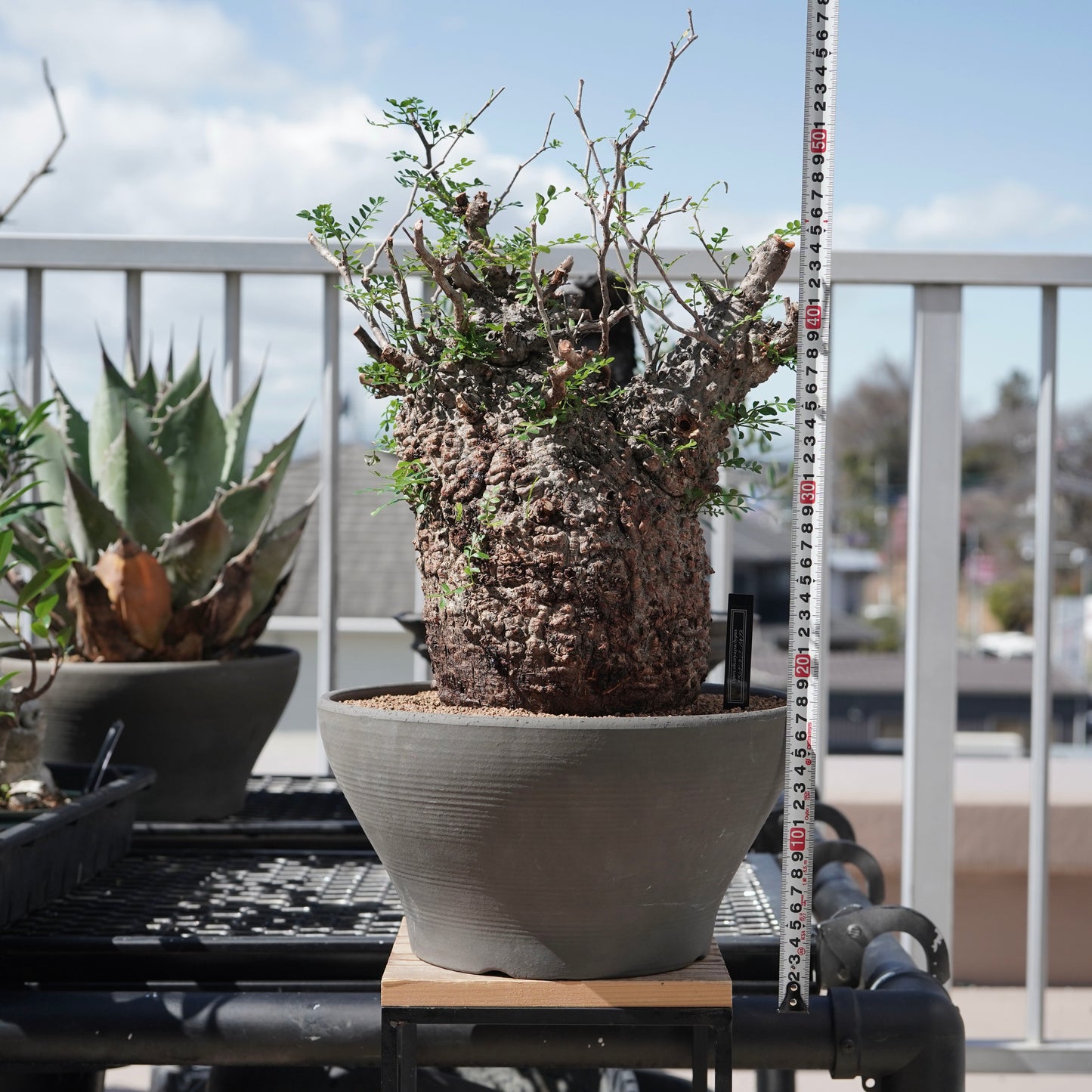 Operculicarya pachypus（オペルクリカリア・パキプス） No.1