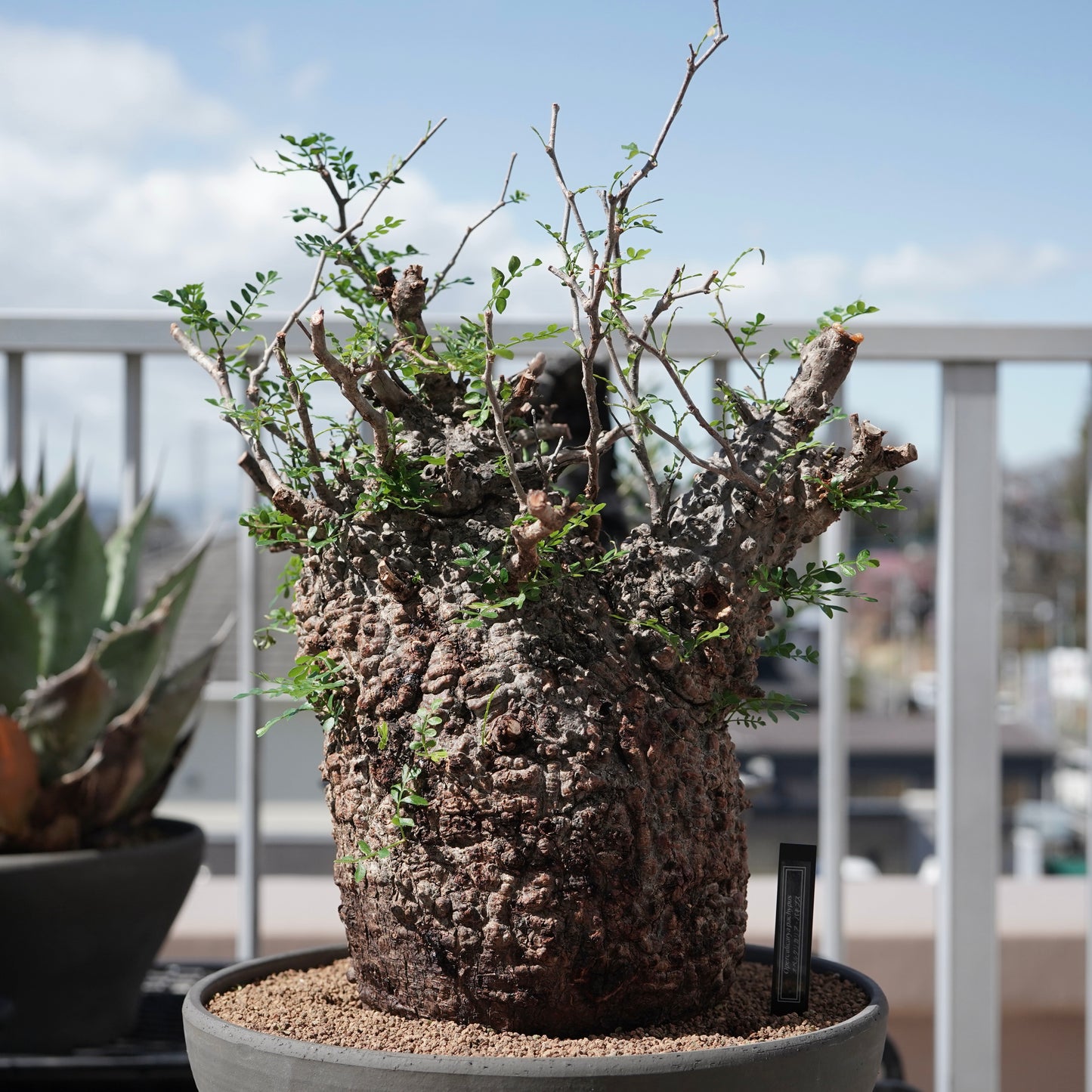 Operculicarya pachypus（オペルクリカリア・パキプス） No.1