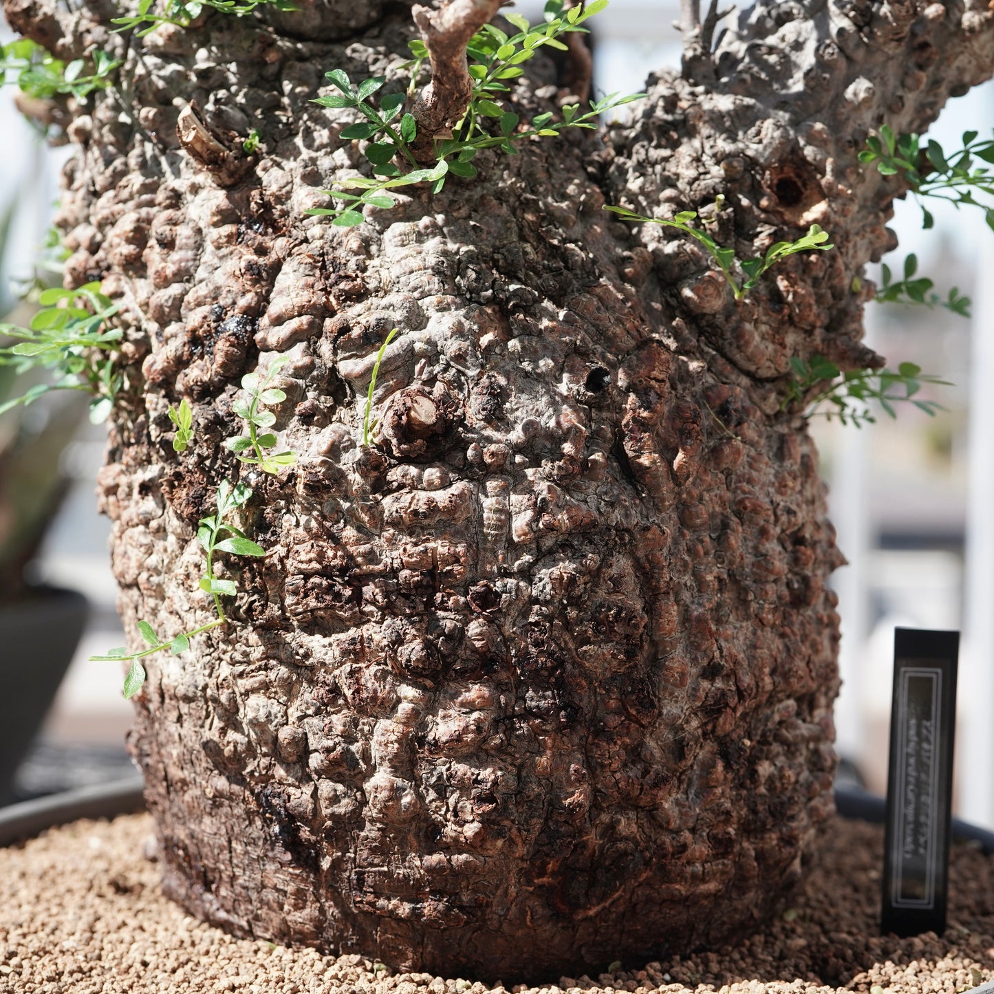 Operculicarya pachypus（オペルクリカリア・パキプス） No.1