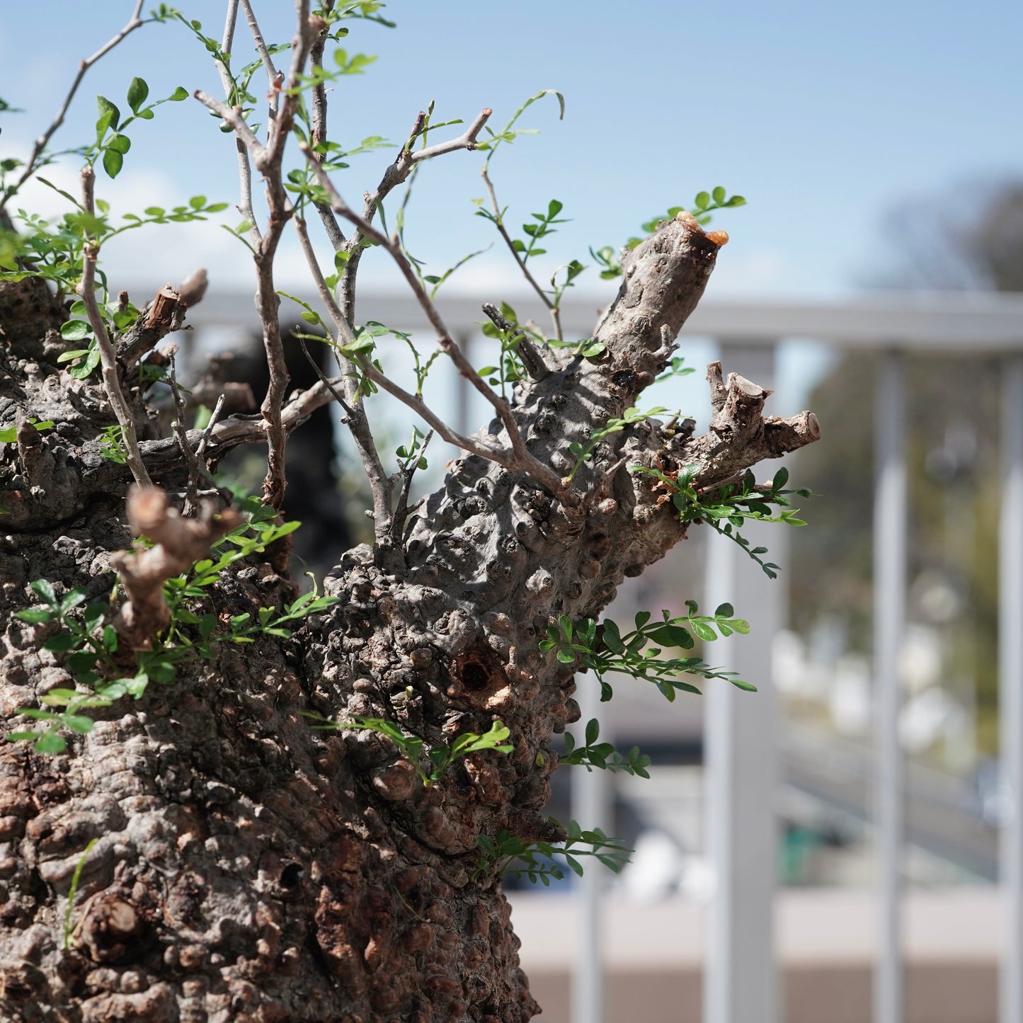 Operculicarya pachypus（オペルクリカリア・パキプス） No.1