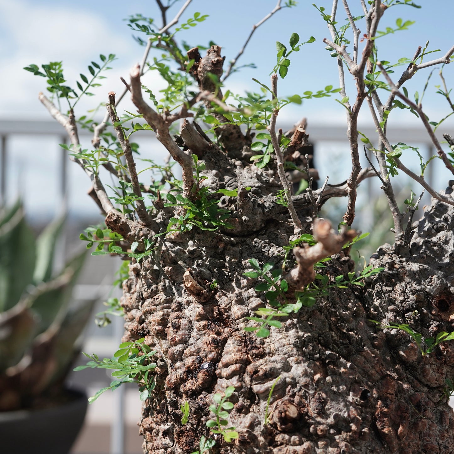 Operculicarya pachypus（オペルクリカリア・パキプス） No.1