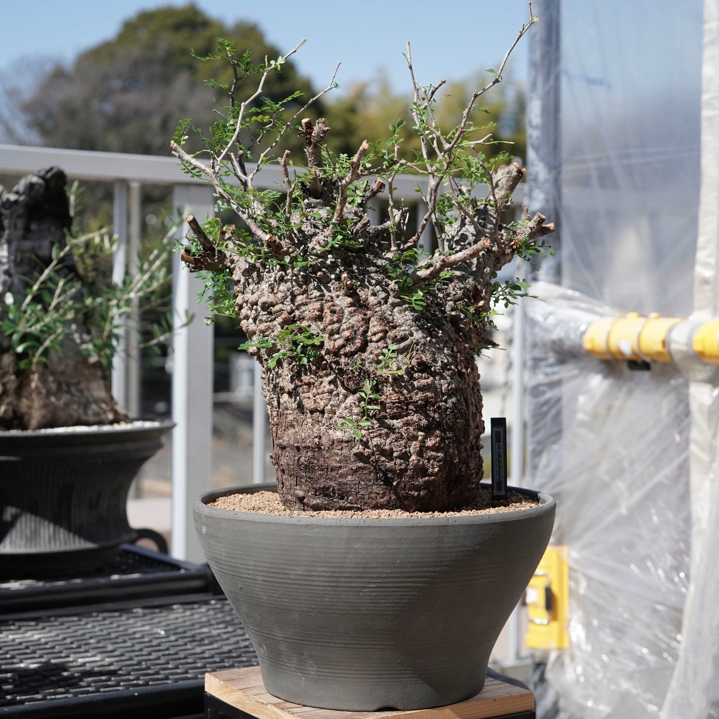 Operculicarya pachypus（オペルクリカリア・パキプス） No.1