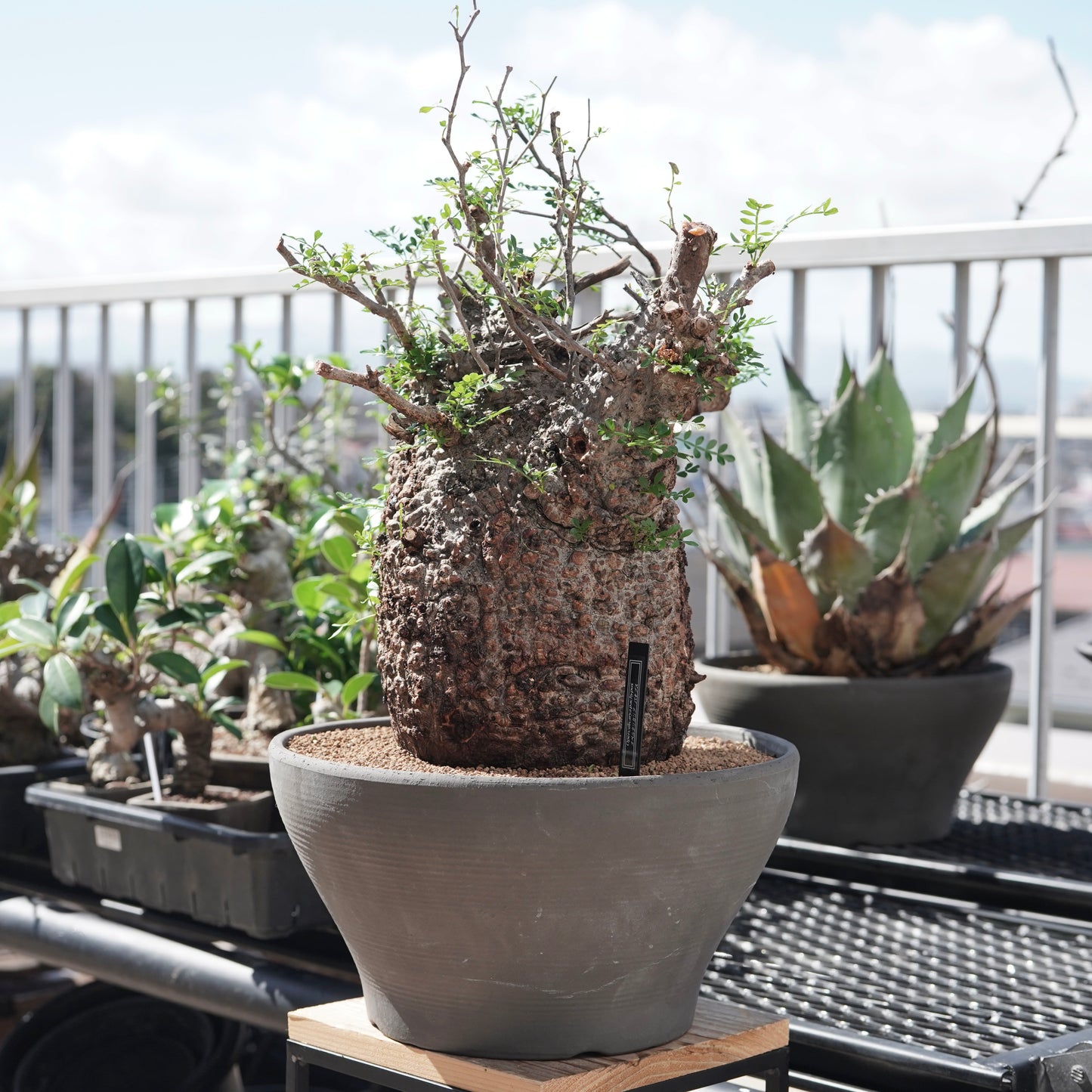 Operculicarya pachypus（オペルクリカリア・パキプス） No.1