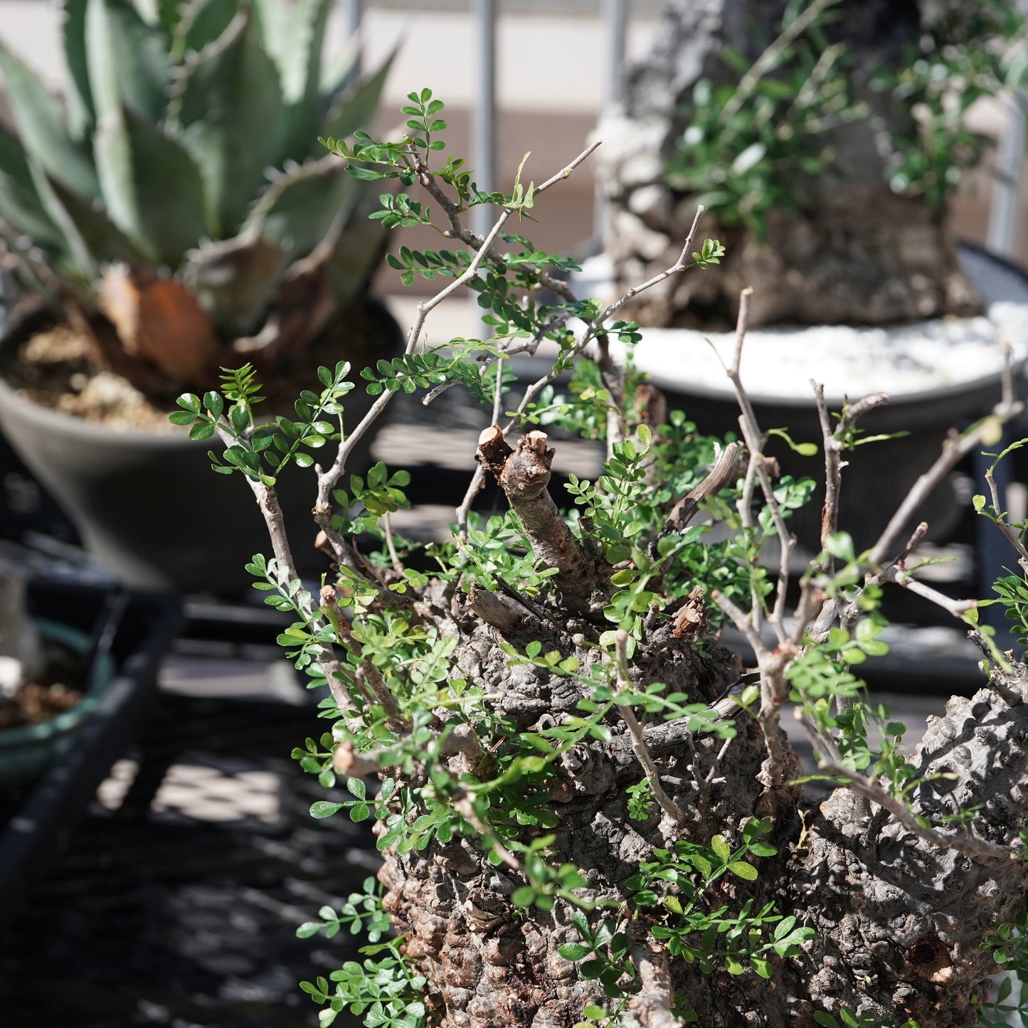 Operculicarya pachypus（オペルクリカリア・パキプス） No.1