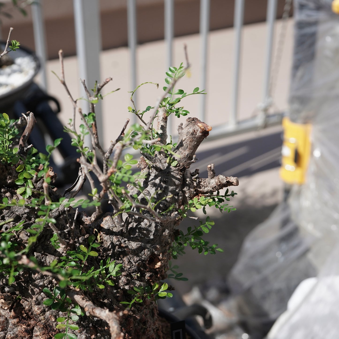 Operculicarya pachypus（オペルクリカリア・パキプス） No.1