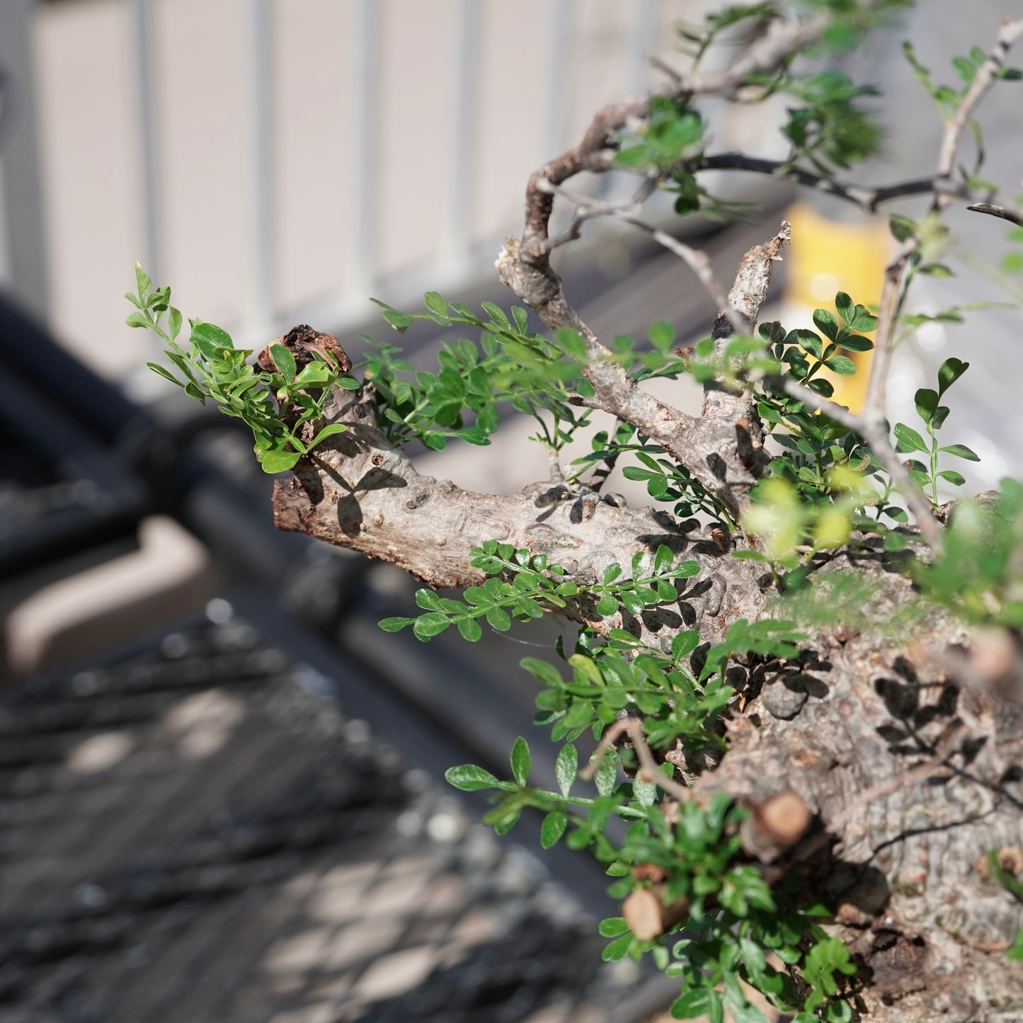 Operculicarya pachypus（オペルクリカリア・パキプス） No.1