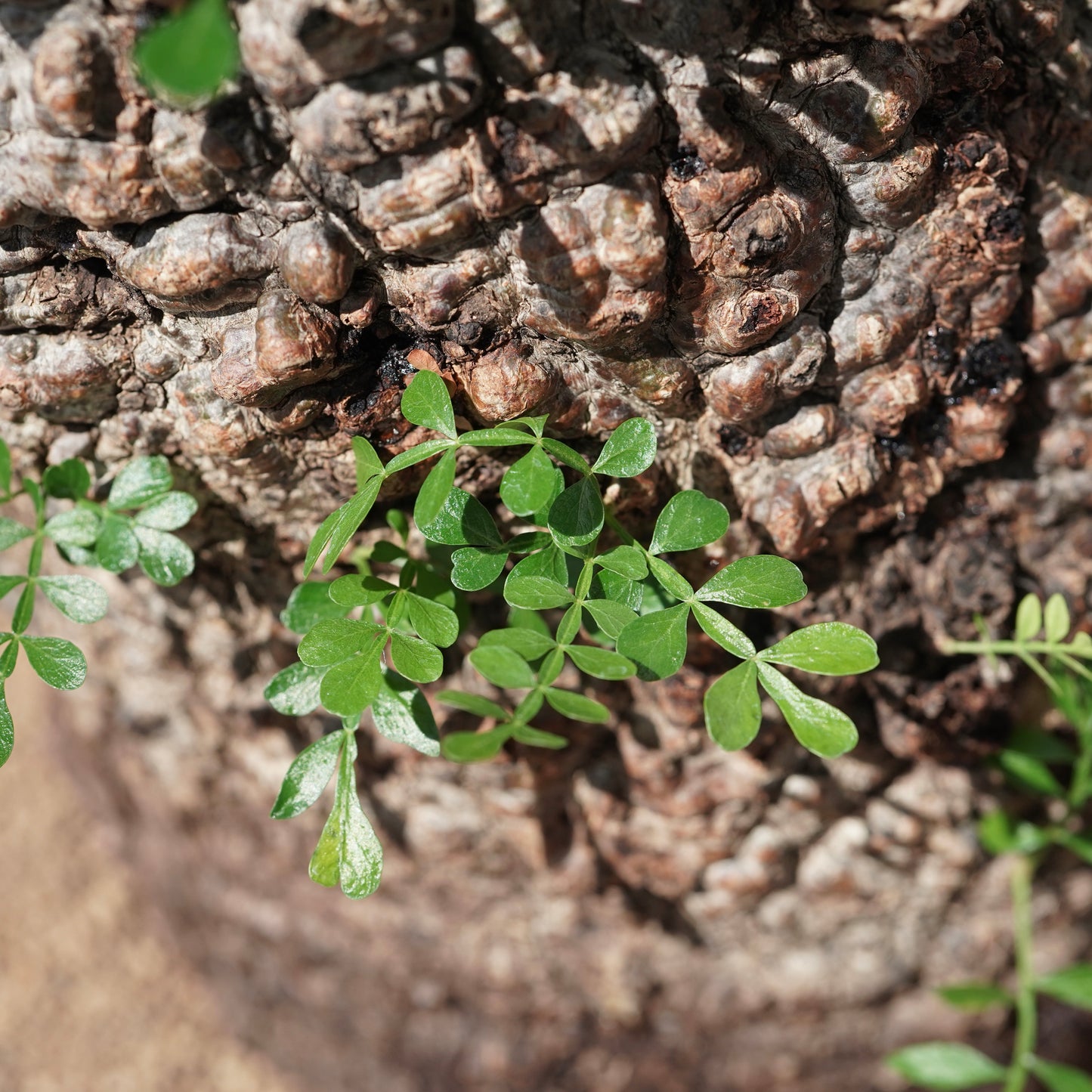 Operculicarya pachypus（オペルクリカリア・パキプス） No.1