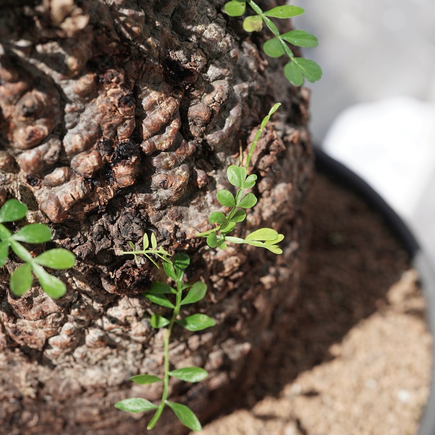 Operculicarya pachypus（オペルクリカリア・パキプス） No.1