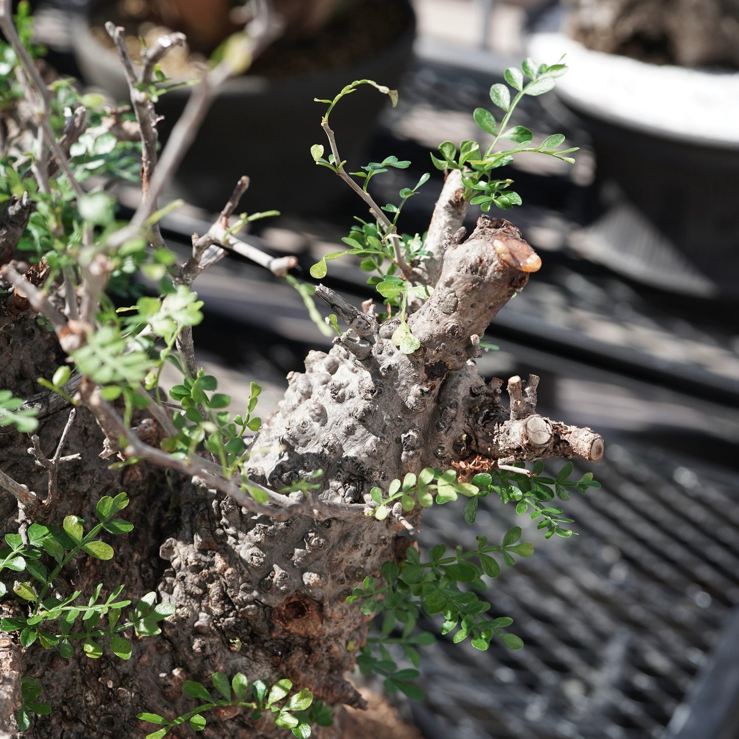 Operculicarya pachypus（オペルクリカリア・パキプス） No.1