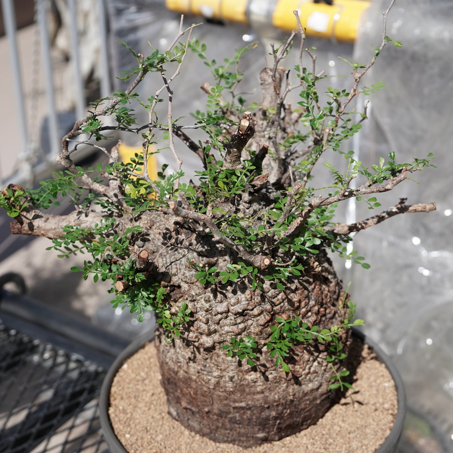 Operculicarya pachypus（オペルクリカリア・パキプス） No.1