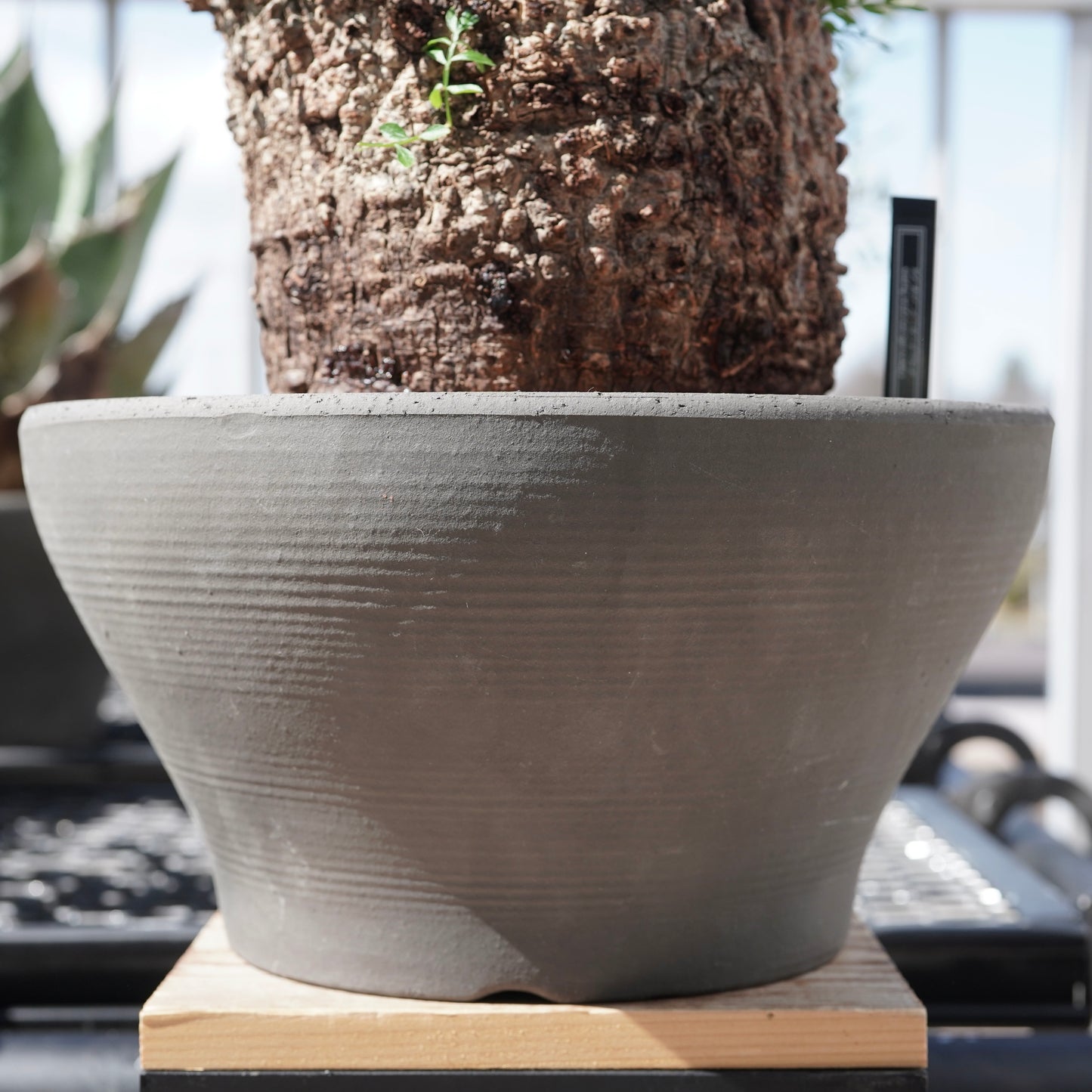 Operculicarya pachypus（オペルクリカリア・パキプス） No.1