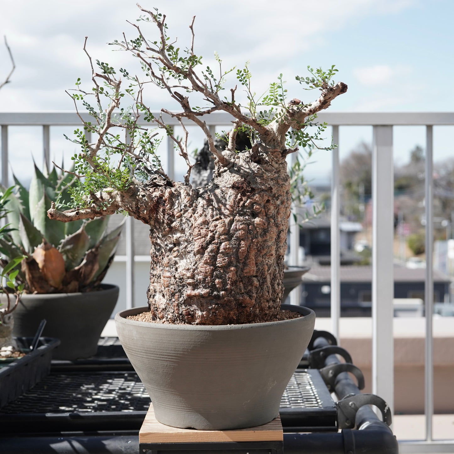 Operculicarya pachypus（オペルクリカリア・パキプス） No.2