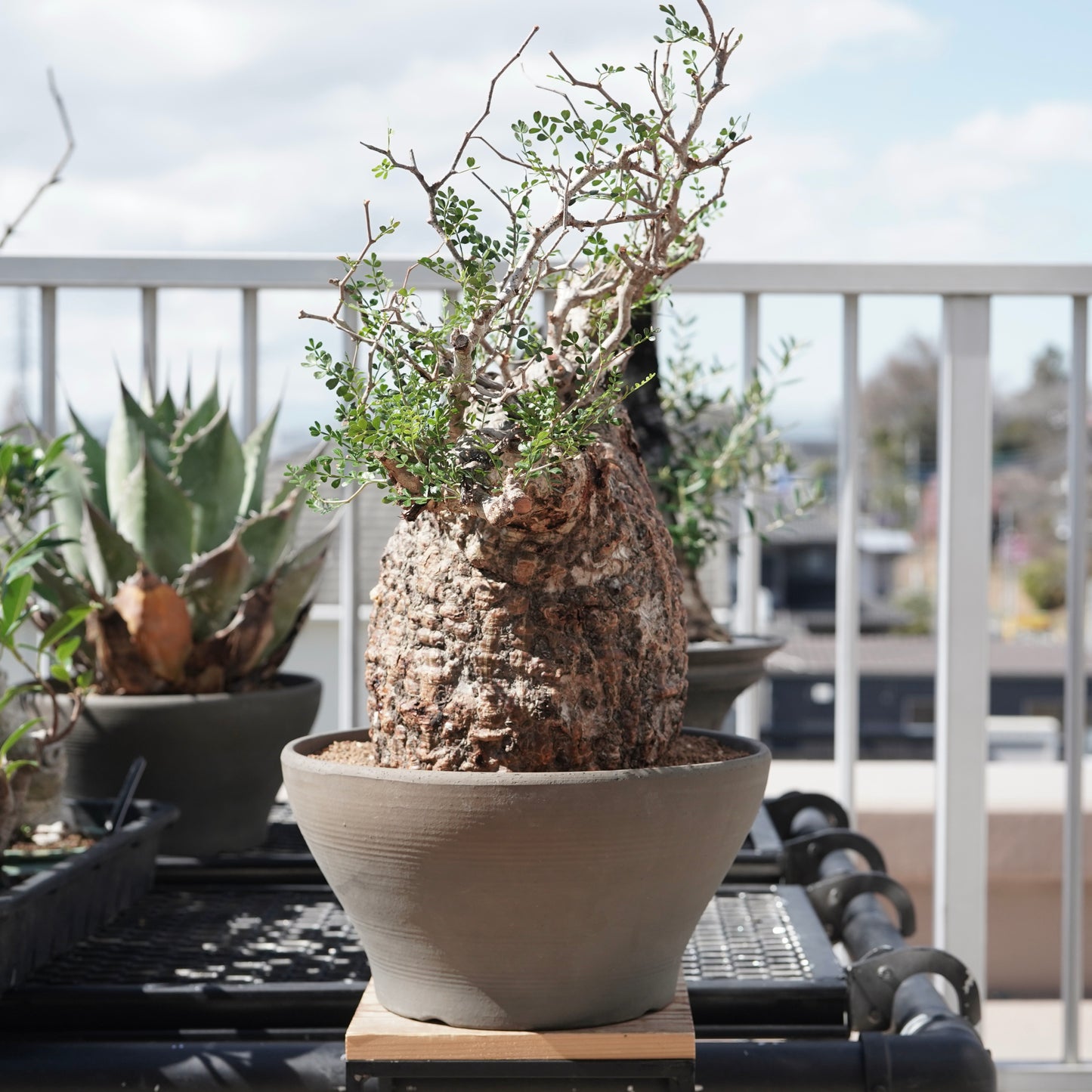 Operculicarya pachypus（オペルクリカリア・パキプス） No.2