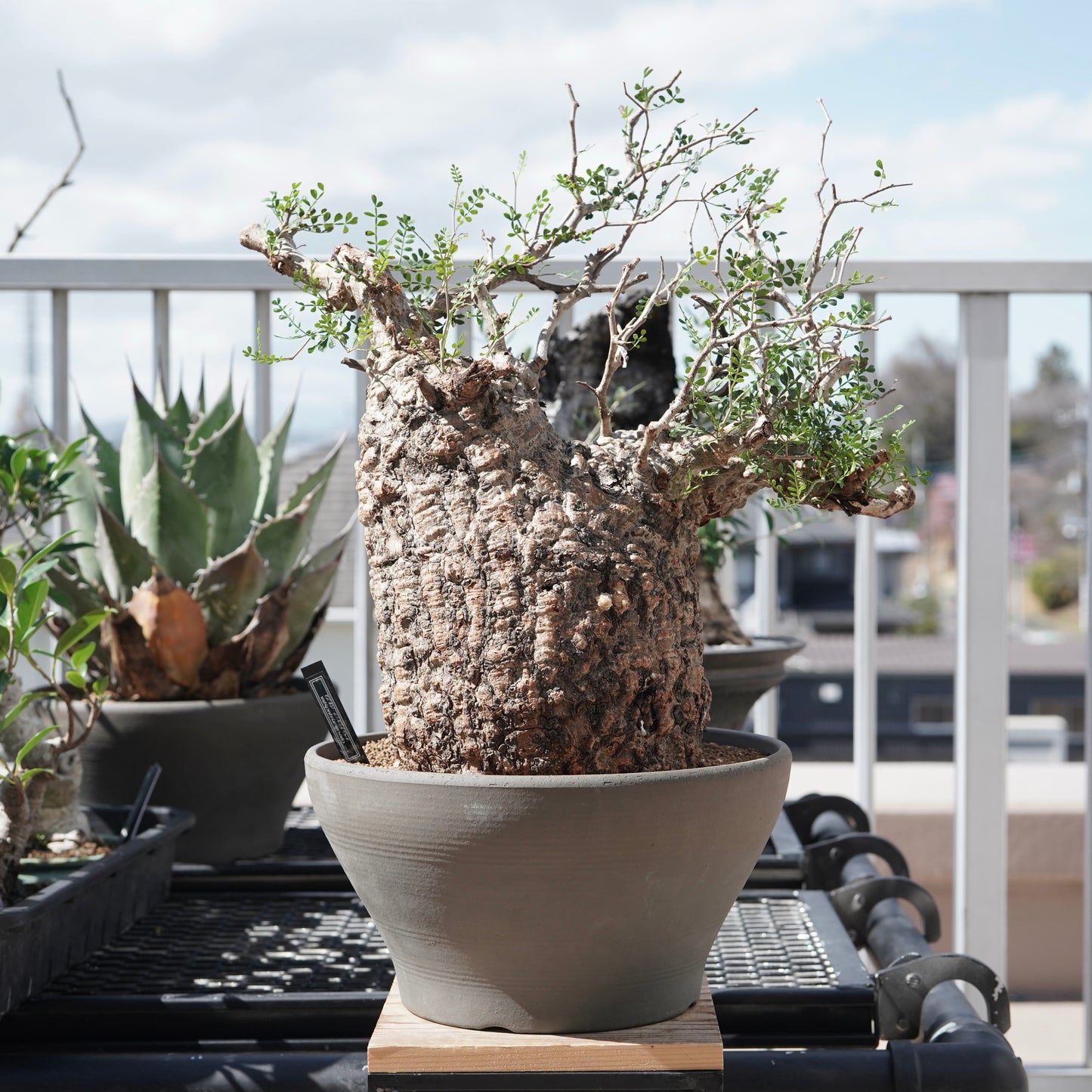 Operculicarya pachypus（オペルクリカリア・パキプス） No.2