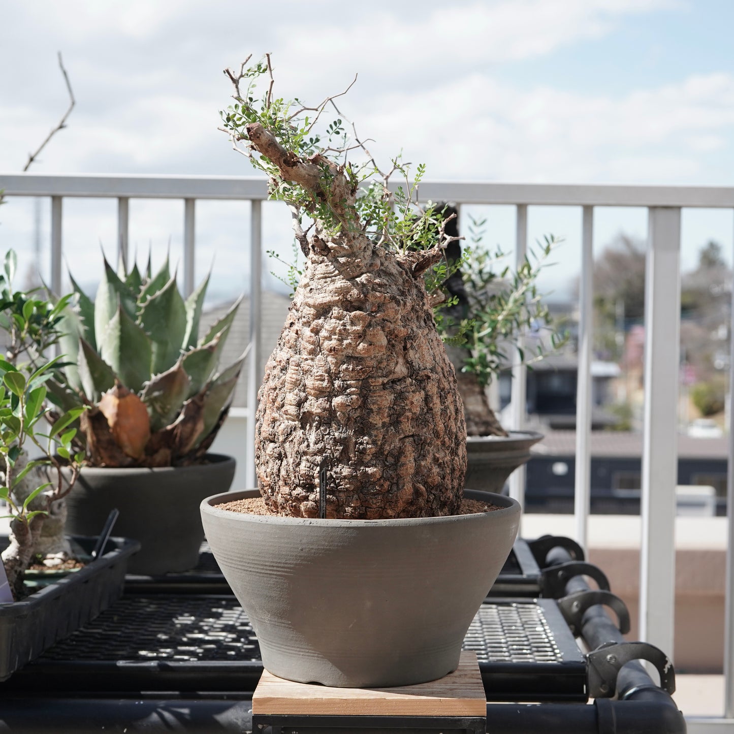 Operculicarya pachypus（オペルクリカリア・パキプス） No.2