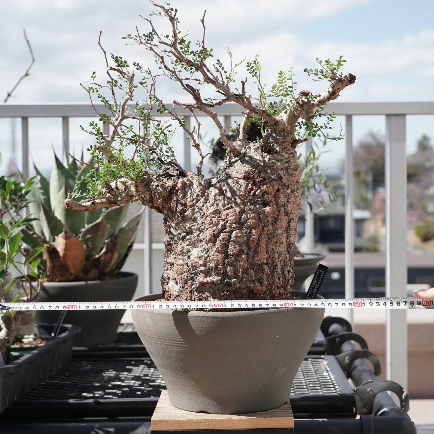 Operculicarya pachypus（オペルクリカリア・パキプス） No.2