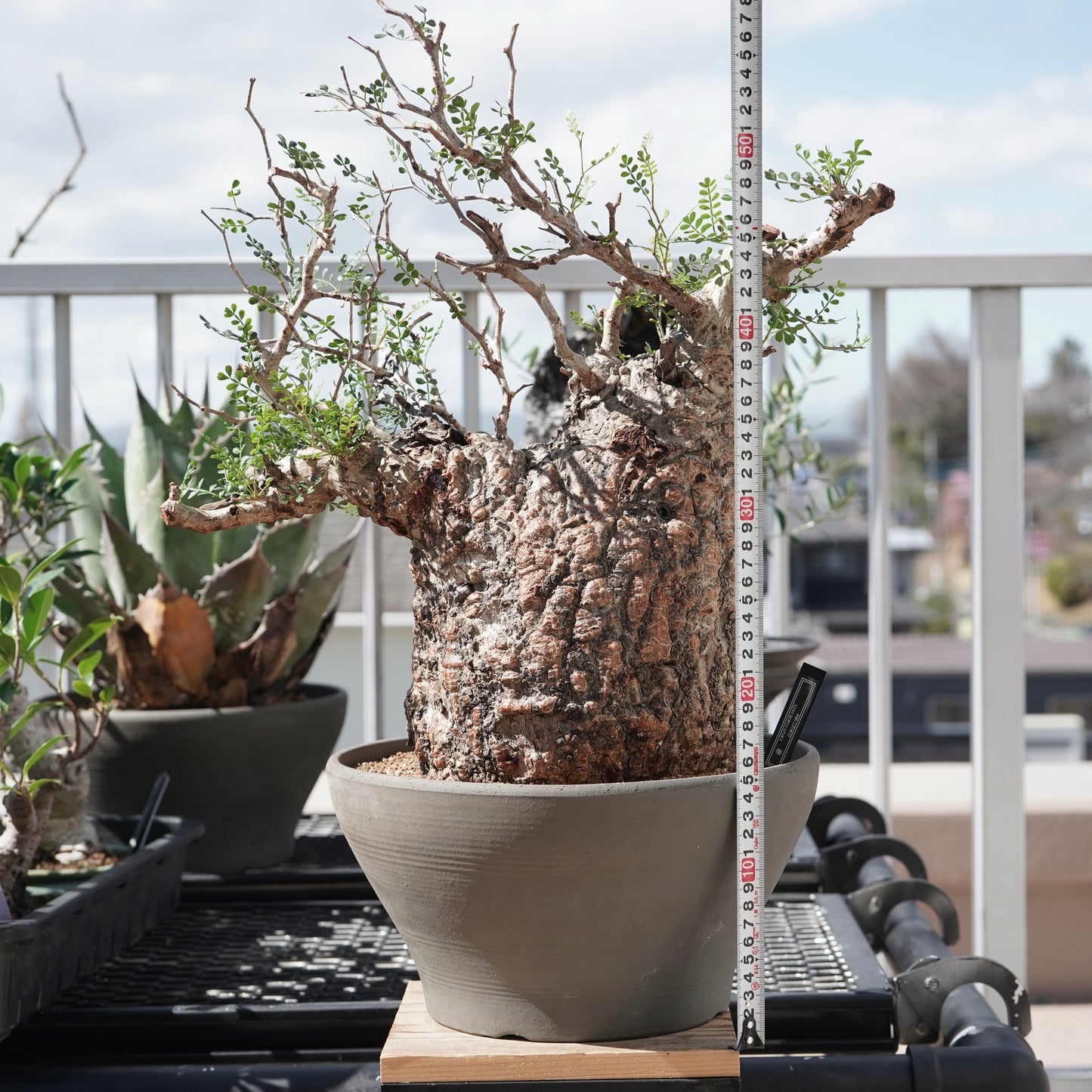 Operculicarya pachypus（オペルクリカリア・パキプス） No.2