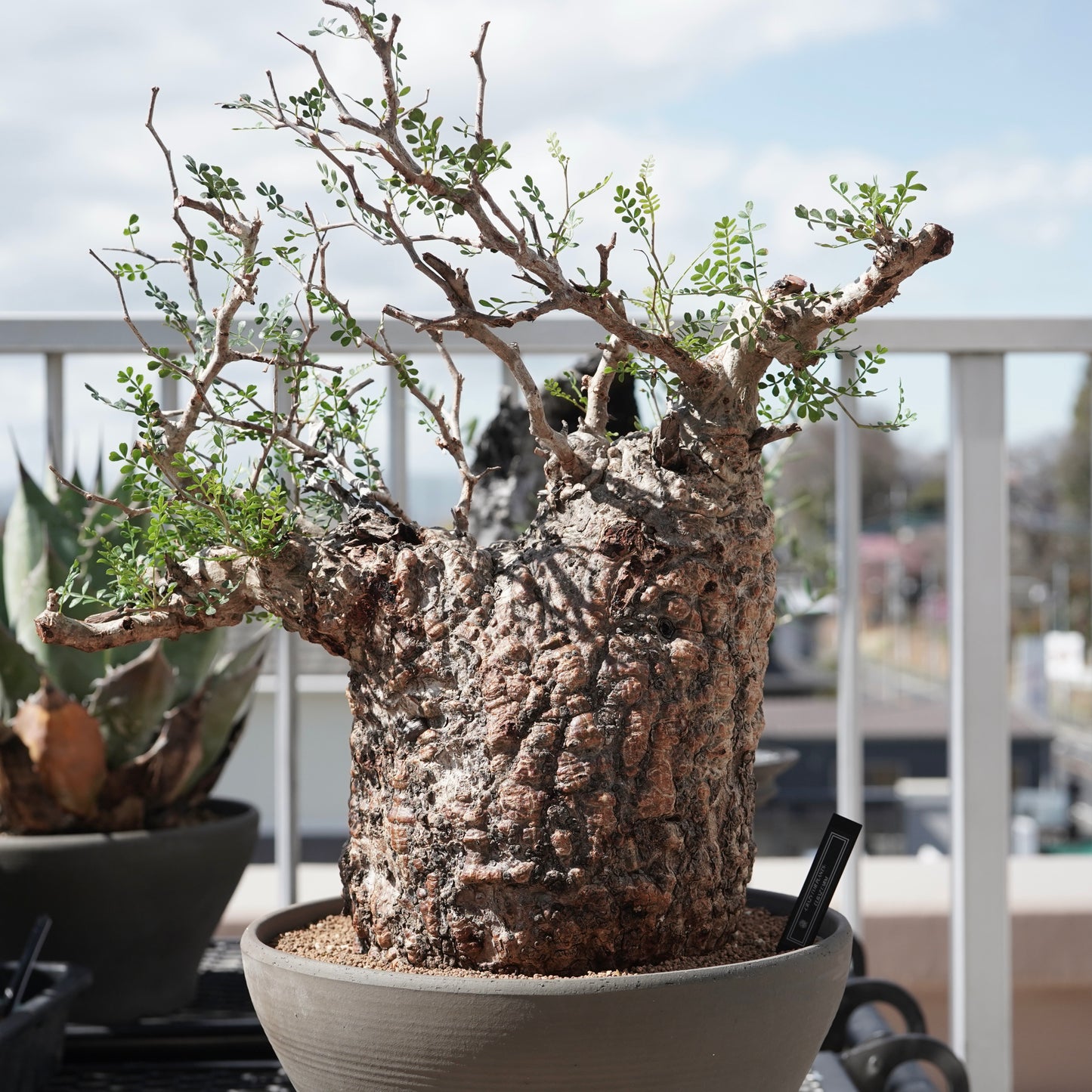 Operculicarya pachypus（オペルクリカリア・パキプス） No.2