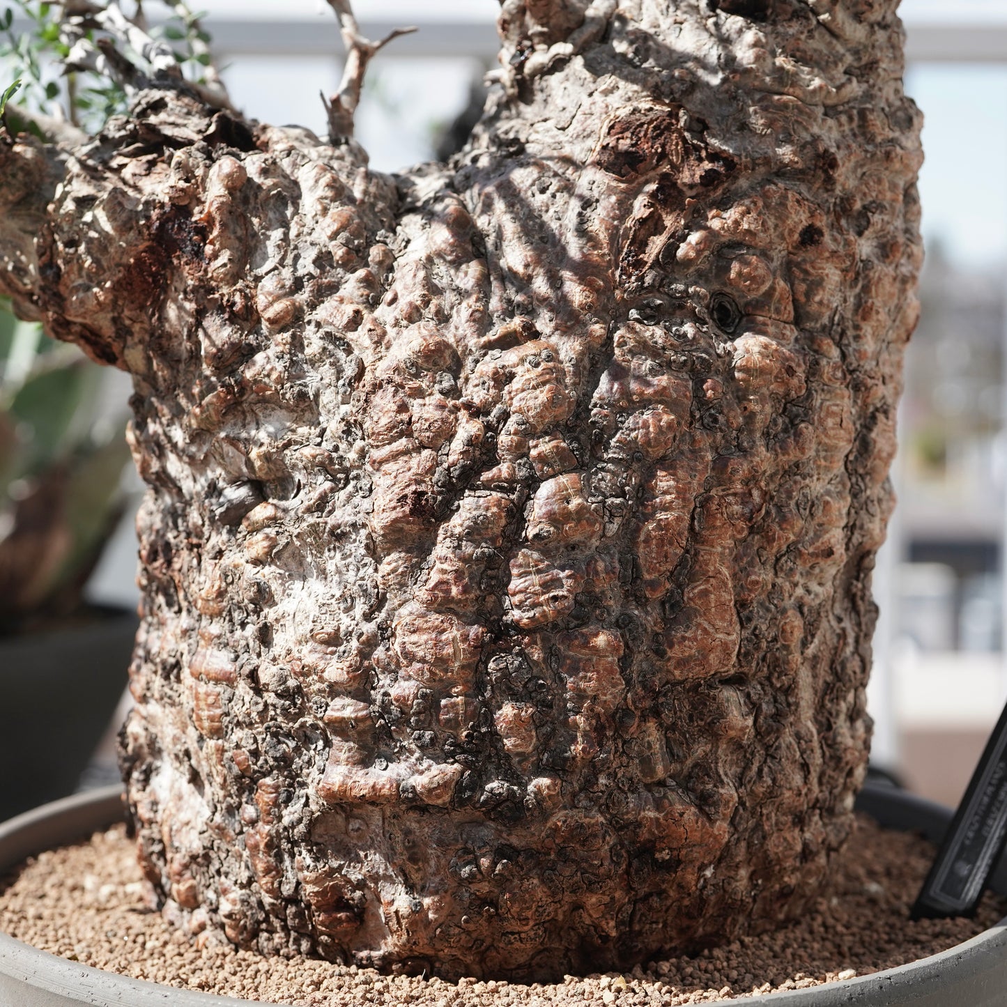 Operculicarya pachypus（オペルクリカリア・パキプス） No.2